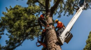 Aménagement extérieur,aménagement,extérieur abattage arbre service à la personne